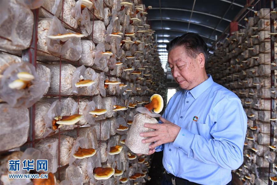 （不忘初心、牢記使命&middot;圖文互動(dòng)）（1）拳拳寸草心 濃濃報(bào)國情&mdash;&mdash;記&ldquo;菌草之父&rdquo;林占熺