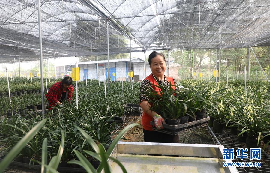 (在習(xí)近平新時(shí)代中國特色社會(huì)主義思想指引下——新時(shí)代新作為新篇章·總書記關(guān)心的百姓身邊事·圖文互動(dòng))(2)“科技秀才”給田野帶來新希望