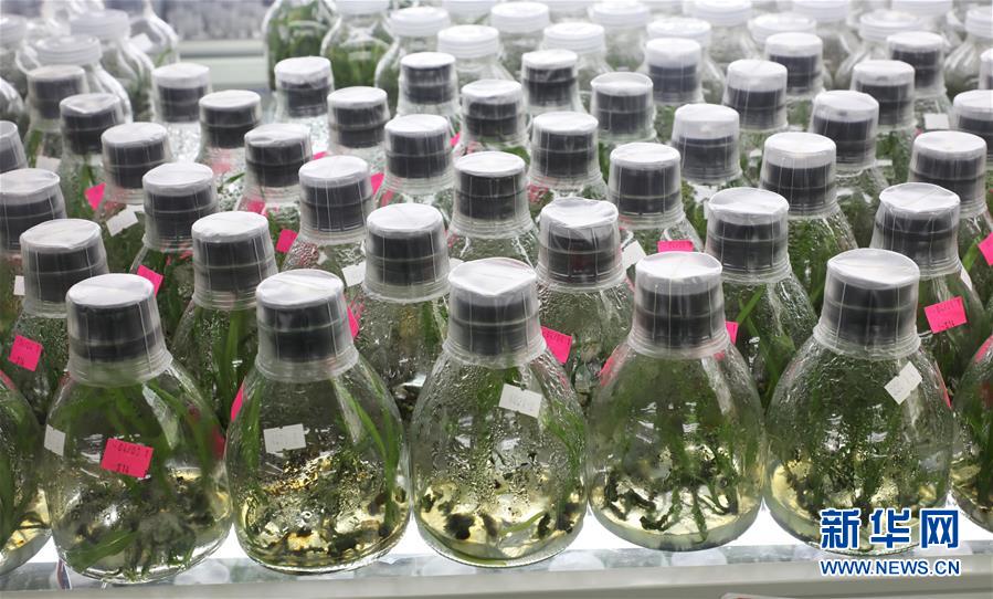 (在習(xí)近平新時(shí)代中國特色社會(huì)主義思想指引下——新時(shí)代新作為新篇章·總書記關(guān)心的百姓身邊事·圖文互動(dòng))(3)“科技秀才”給田野帶來新希望