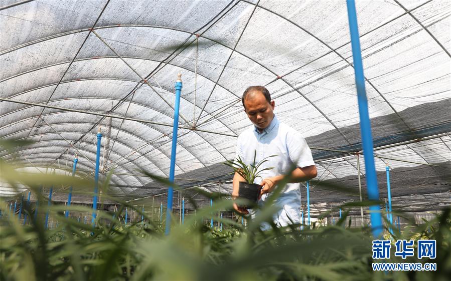 (在習(xí)近平新時(shí)代中國特色社會(huì)主義思想指引下——新時(shí)代新作為新篇章·總書記關(guān)心的百姓身邊事·圖文互動(dòng))(4)“科技秀才”給田野帶來新希望