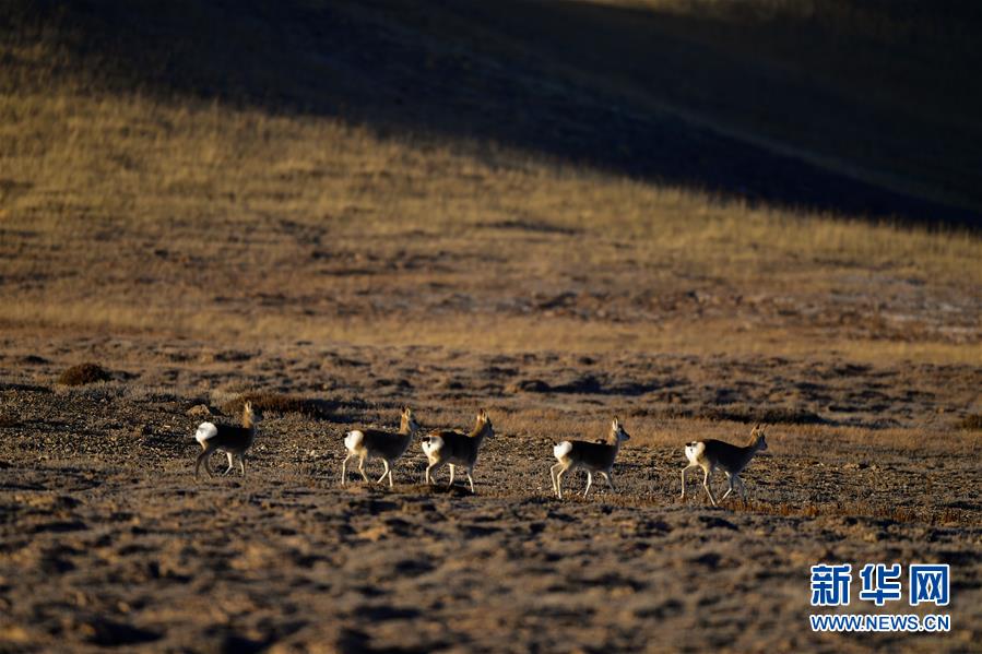 (行走中國·圖文互動)(7)青海三江源:在“神山圣湖”間尋覓“高原精靈”
