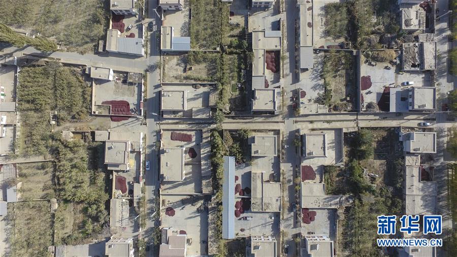 (新華全媒頭條)(3)沙海之邊一片紅——一粒棗和“第一大縣”的故事