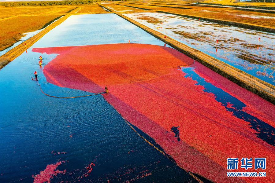 （脫貧攻堅(jiān)&middot;圖文互動(dòng)）（2）中國(guó)東極故事之五：蔓越莓為什么這樣紅？