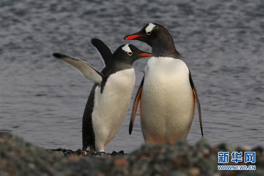 （&ldquo;雪龍&rdquo;探南極&middot;圖文互動(dòng)）（6）記者手記：南極筑&ldquo;城&rdquo;記&mdash;&mdash;在長(zhǎng)城站讀《中國(guó)南極長(zhǎng)城站》