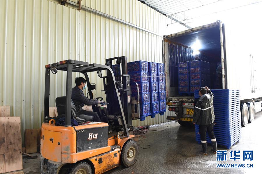 （圖文互動(dòng)）（9）與疫情抗?fàn)?與春光同行&mdash;&mdash;廣西農(nóng)村春耕備耕一線觀察