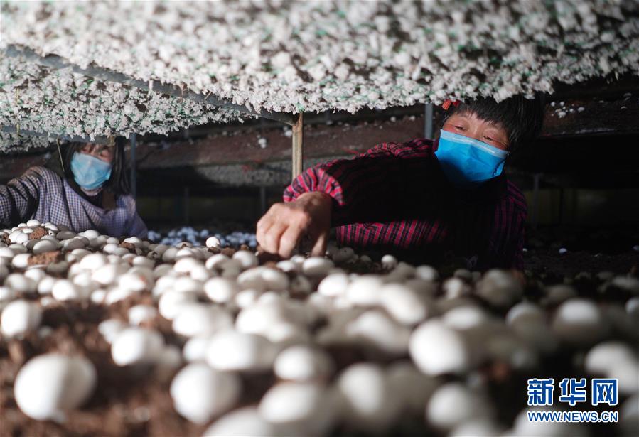 (社會)(1)河北內(nèi)丘:扶貧產(chǎn)業(yè)復產(chǎn)促增收