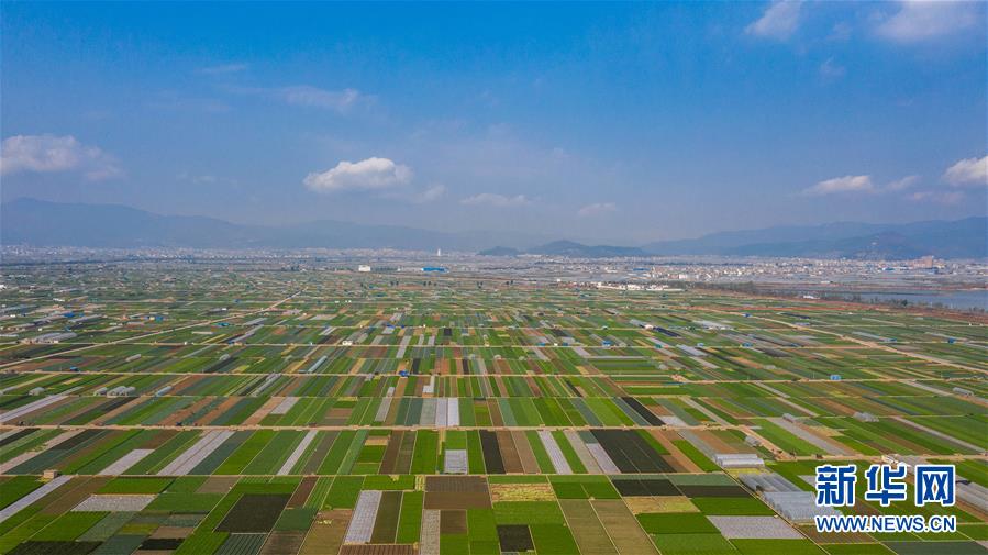 （抓好春耕備耕 穩(wěn)住農(nóng)業(yè)生產(chǎn)&middot;圖文互動）（5）&ldquo;栽種的是菜苗，收獲的是希望&rdquo;&mdash;&mdash;云南蔬菜集散地通?？h春耕見聞 