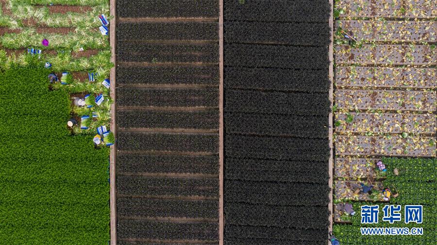 （抓好春耕備耕 穩(wěn)住農(nóng)業(yè)生產(chǎn)&middot;圖文互動）（4）&ldquo;栽種的是菜苗，收獲的是希望&rdquo;&mdash;&mdash;云南蔬菜集散地通?？h春耕見聞 