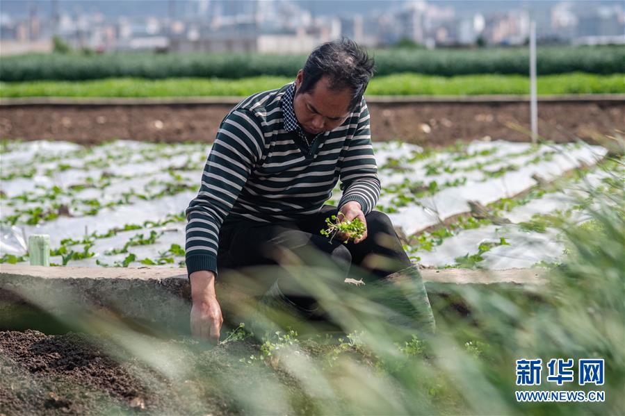 （抓好春耕備耕 穩(wěn)住農(nóng)業(yè)生產(chǎn)&middot;圖文互動）（3）&ldquo;栽種的是菜苗，收獲的是希望&rdquo;&mdash;&mdash;云南蔬菜集散地通海縣春耕見聞 