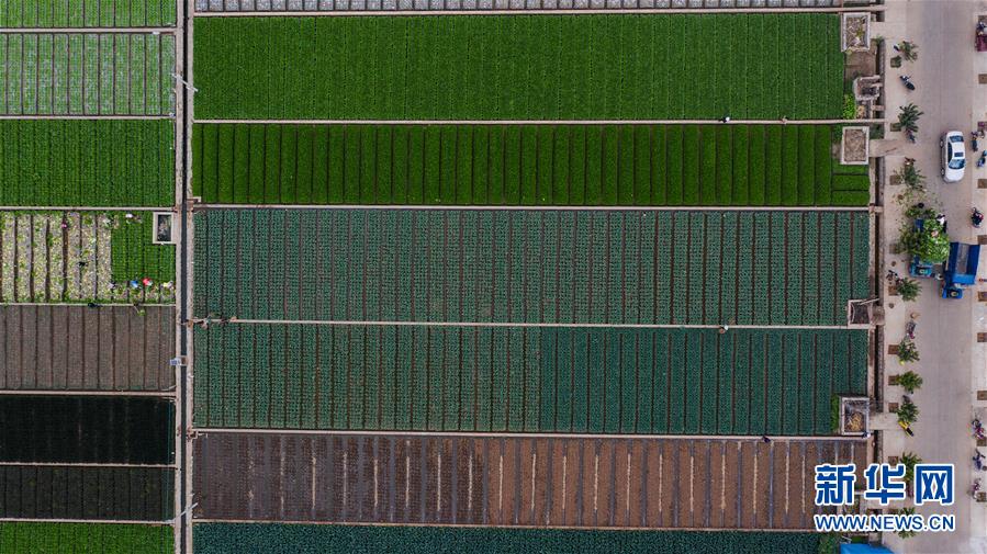 （抓好春耕備耕 穩(wěn)住農(nóng)業(yè)生產(chǎn)&middot;圖文互動）（1）&ldquo;栽種的是菜苗，收獲的是希望&rdquo;&mdash;&mdash;云南蔬菜集散地通?？h春耕見聞 