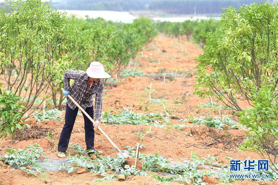 （抓好春耕備耕 穩(wěn)住農(nóng)業(yè)生產(chǎn)&middot;圖文互動）（6）農(nóng)時不等人 扶貧不能拖&mdash;&mdash;種瓜大村春耕生產(chǎn)見聞 