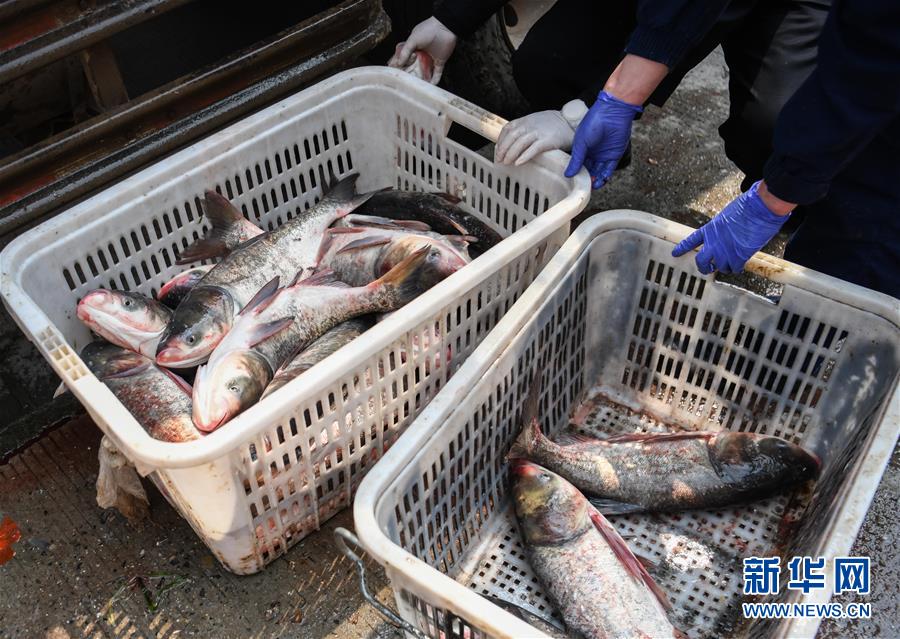 (聚焦疫情防控)(6)咸寧為武漢加“魚(yú)”