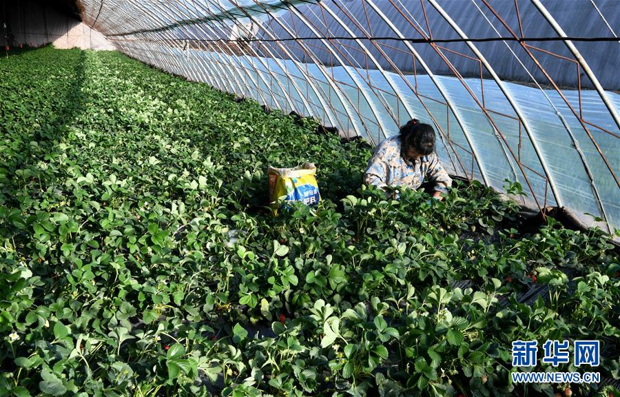 （在習(xí)近平新時(shí)代中國特色社會主義思想指引下&mdash;&mdash;新時(shí)代新作為新篇章&middot;習(xí)近平總書記關(guān)切事&middot;圖文互動(dòng)）（3）戰(zhàn)&ldquo;疫&rdquo;要?jiǎng)艜r(shí)，戰(zhàn)&ldquo;貧&rdquo;再加把勁！&mdash;&mdash;中央各部門助力脫貧攻堅(jiān)很給力