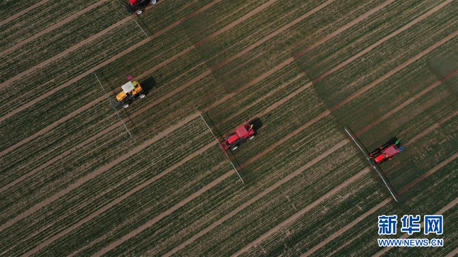 (新華全媒頭條·圖文互動(dòng))(5)春色最濃在田間——來(lái)自全國(guó)春耕備耕的現(xiàn)場(chǎng)觀察