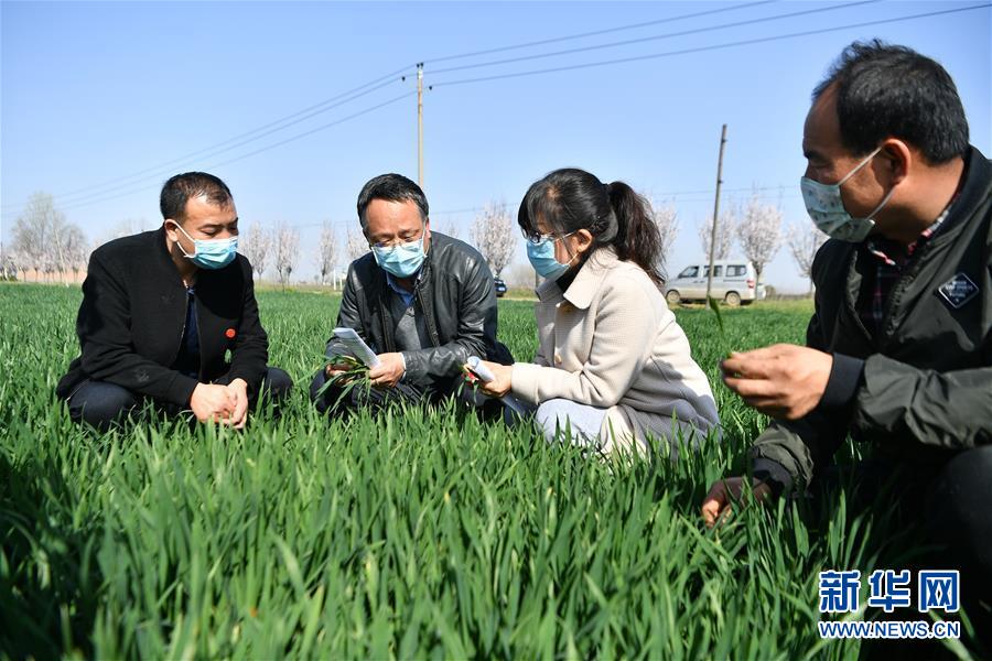 (新華全媒頭條·圖文互動(dòng))(8)春色最濃在田間——來(lái)自全國(guó)春耕備耕的現(xiàn)場(chǎng)觀察