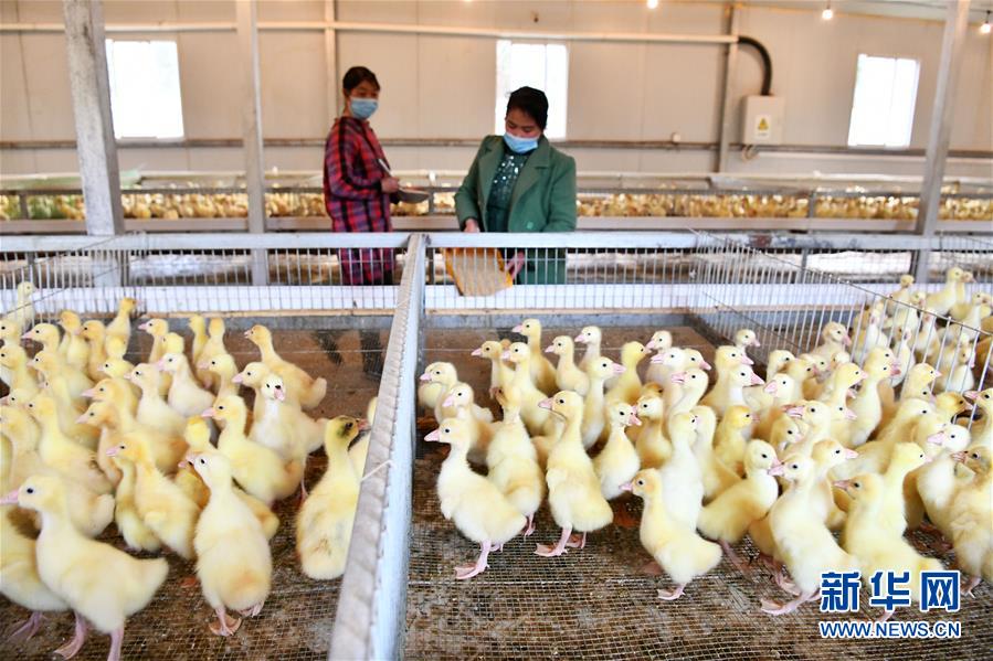 （決戰(zhàn)決勝脫貧攻堅(jiān)&middot;圖文互動(dòng)）（2）天然&ldquo;寶貝&rdquo;促增收&mdash;&mdash;貴州錦屏縣培育扶貧產(chǎn)業(yè)見(jiàn)聞