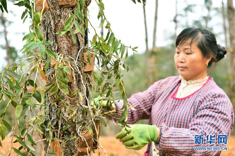 （決戰(zhàn)決勝脫貧攻堅(jiān)&middot;圖文互動(dòng)）（5）天然&ldquo;寶貝&rdquo;促增收&mdash;&mdash;貴州錦屏縣培育扶貧產(chǎn)業(yè)見(jiàn)聞