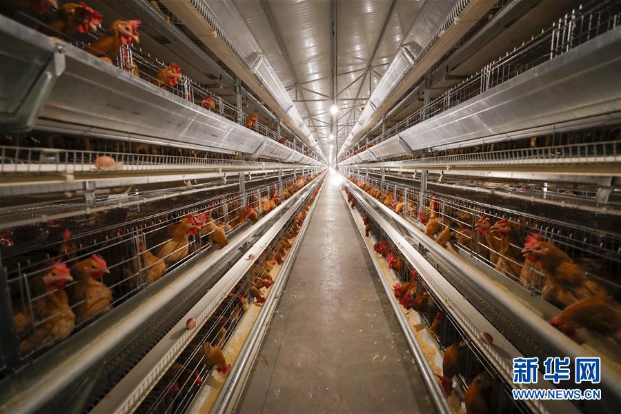 （圖文互動）（1）疏通產(chǎn)業(yè)鏈堵點 保障&ldquo;菜籃子&rdquo;供應&mdash;&mdash;重慶養(yǎng)殖大區(qū)力促養(yǎng)殖業(yè)補損復產(chǎn)