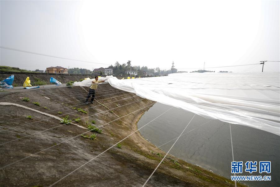 （圖文互動）（3）疏通產(chǎn)業(yè)鏈堵點 保障&ldquo;菜籃子&rdquo;供應&mdash;&mdash;重慶養(yǎng)殖大區(qū)力促養(yǎng)殖業(yè)補損復產(chǎn)