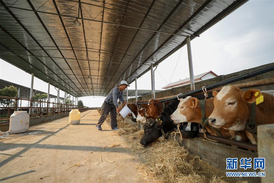 (圖文互動)(5)疏通產(chǎn)業(yè)鏈堵點 保障“菜籃子”供應(yīng)——重慶養(yǎng)殖大區(qū)力促養(yǎng)殖業(yè)補損復(fù)產(chǎn)