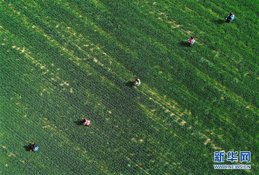 （新華全媒頭條&middot;圖文互動）（5）春天，匯聚復(fù)蘇的力量&mdash;&mdash;寫在2020年首季中國經(jīng)濟收官之際