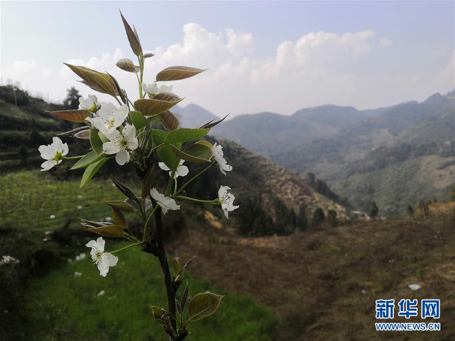 （決戰(zhàn)決勝脫貧攻堅(jiān)&middot;圖文互動(dòng)）（1）寄相思，償夙愿&mdash;&mdash;5封清明&ldquo;家書&rdquo;里的決戰(zhàn)決勝信念