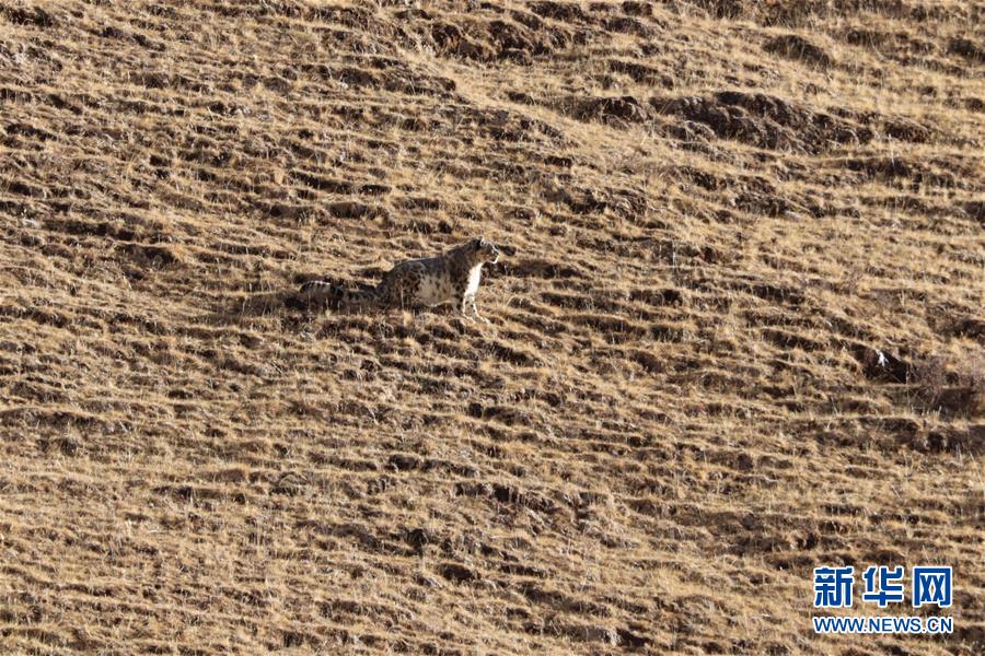 (玉樹(shù)地震10周年·圖文互動(dòng))(1)牧民才仁尼瑪?shù)?ldquo;科研”人生