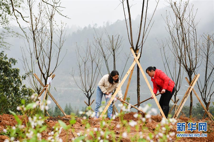 (決戰(zhàn)決勝脫貧攻堅·圖文互動)政府種樹到農(nóng)家 培花育果再出發(fā)