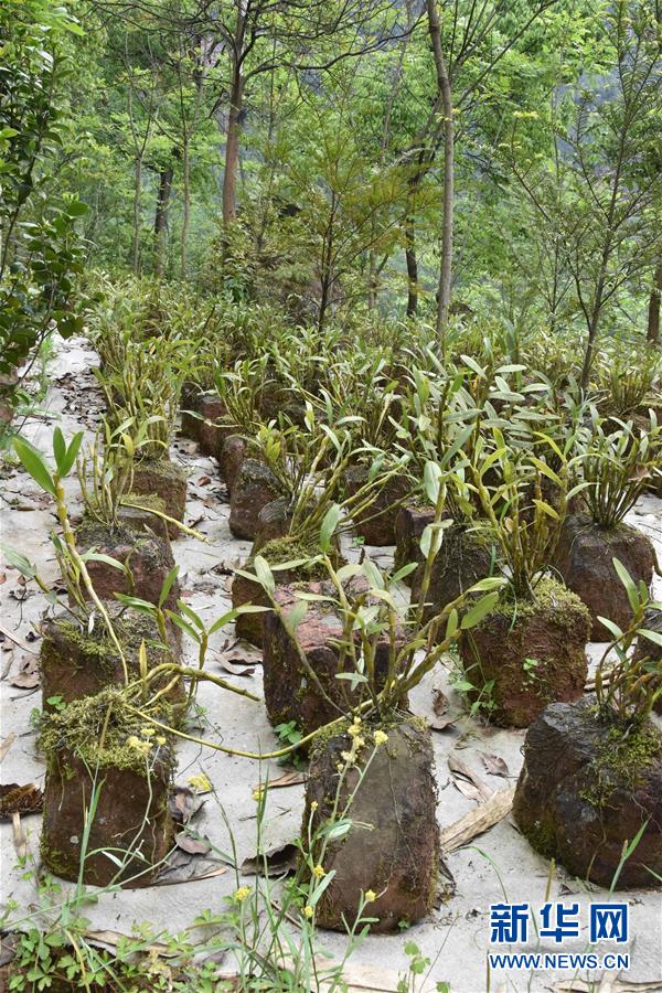 （決戰(zhàn)決勝脫貧攻堅(jiān)&middot;圖文互動(dòng)）（3）這個(gè)脫貧縣的石頭為何比土金貴？