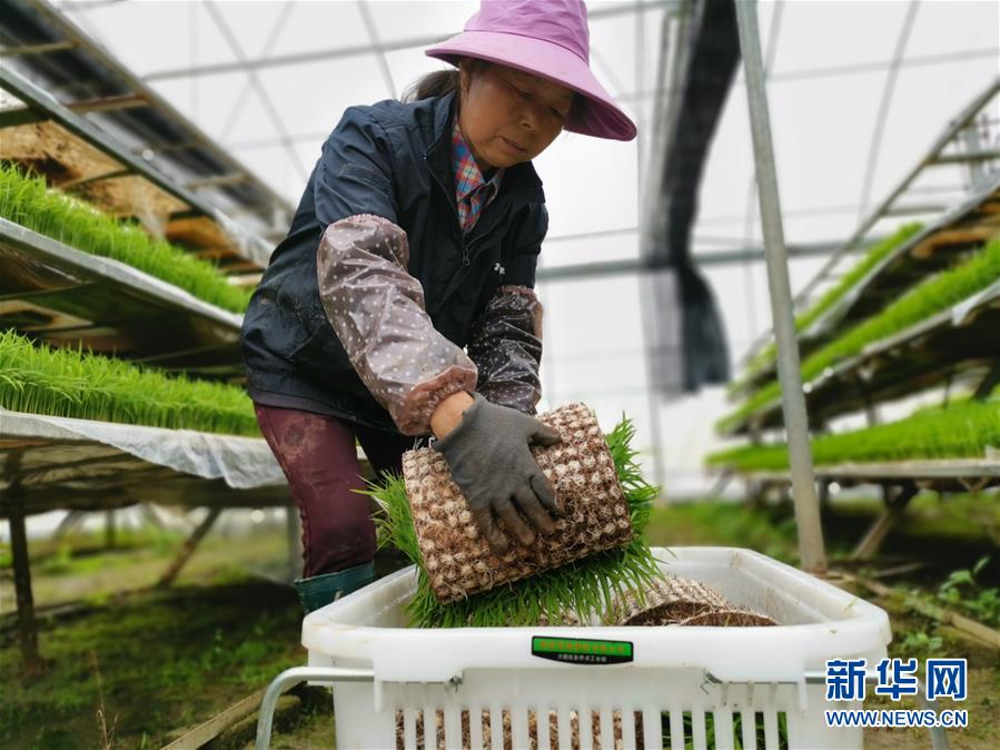 （聚焦農業(yè)復工復產&middot;圖文互動）（1）發(fā)力&ldquo;單改雙&rdquo; &mdash;&mdash;水稻大省湖南的雙季稻攻堅戰(zhàn)