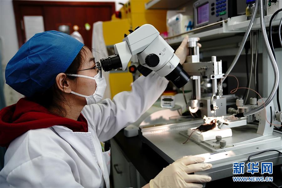 （圖文互動）（2）攻擊行為如何被大腦控制？科學(xué)家在小鼠大腦中發(fā)現(xiàn)&ldquo;調(diào)節(jié)開關(guān)&rdquo;