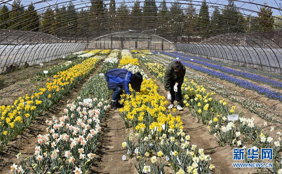 (新華全媒頭條·圖文互動(dòng))(2)永遠(yuǎn)的夢(mèng)想 永恒的追求——寫(xiě)在北京世園會(huì)開(kāi)幕一周年之際