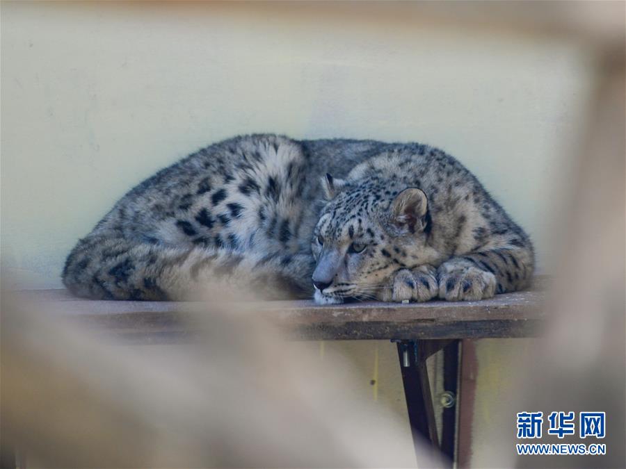 (圖文互動(dòng))(1)人工繁育雪豹雙胞胎首次亮相西寧野生動(dòng)物園