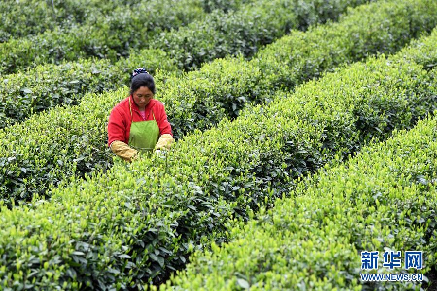 (新華全媒頭條·圖文互動)(13)紅土地上的“綠色減貧”決戰(zhàn)——大別山“將軍縣”金寨脫貧紀實