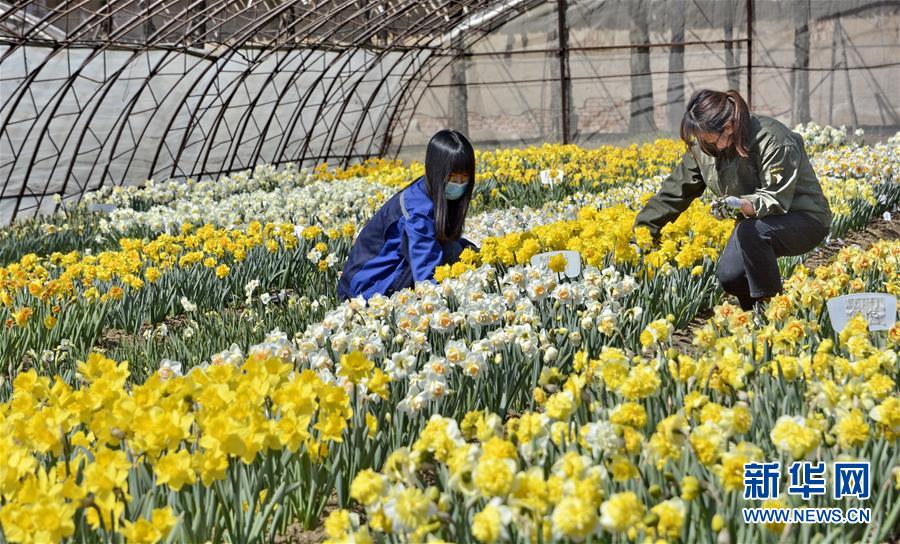 （圖文互動(dòng)）（6）這座小城，鐫刻下怎樣的&ldquo;世園印記&rdquo;&mdash;&mdash;北京世園會(huì)開(kāi)園一周年探訪延慶