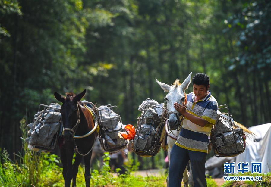 （決戰(zhàn)決勝脫貧攻堅(jiān)&middot;圖文互動）（5）老余賣騾子