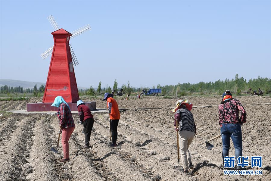 (決戰(zhàn)決勝脫貧攻堅(jiān)·圖文互動(dòng))(1)在“石頭灘”耕耘“紫色夢(mèng)想”