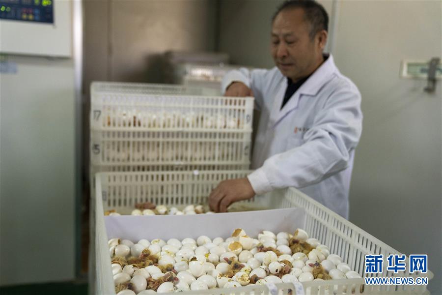 (決戰(zhàn)決勝脫貧攻堅(jiān)·圖文互動)(1)小鴿子帶來大希望——河北阜平硒鴿產(chǎn)業(yè)“飛翔”記