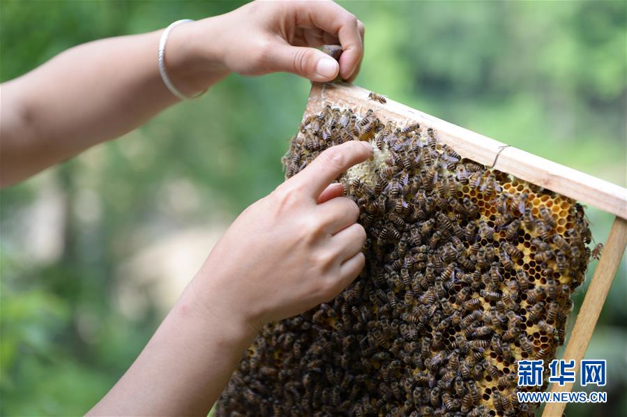 (決戰(zhàn)決勝脫貧攻堅·圖文互動)(4)“蜂妹子”楊春竹:鄉(xiāng)村發(fā)展需要年輕人”