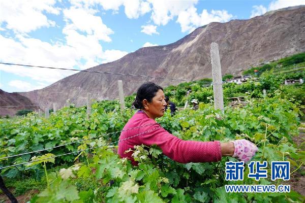 (決戰(zhàn)決勝脫貧攻堅·圖文互動)(2)西藏昌都“甜蜜”產業(yè)助脫貧