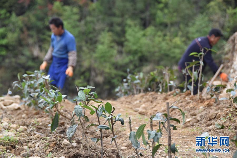 （圖片互動(dòng)）（3）再訪貴州極貧鄉(xiāng)鎮(zhèn)看&ldquo;四變&rdquo;