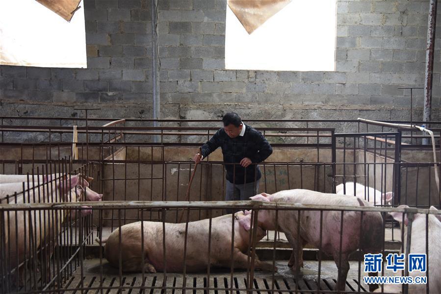 (新華全媒頭條·圖文互動)(4)刺梨花開滿山紅——記在貴州脫貧攻堅(jiān)一線奮斗的殘疾人