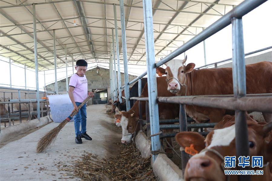 (新華全媒頭條·圖文互動)(7)刺梨花開滿山紅——記在貴州脫貧攻堅(jiān)一線奮斗的殘疾人