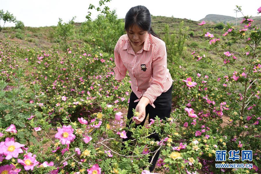 (新華全媒頭條·圖文互動)(11)刺梨花開滿山紅——記在貴州脫貧攻堅(jiān)一線奮斗的殘疾人