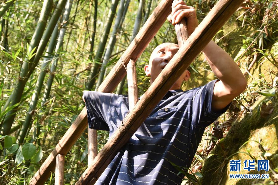 (新華全媒頭條·圖文互動)(12)刺梨花開滿山紅——記在貴州脫貧攻堅(jiān)一線奮斗的殘疾人