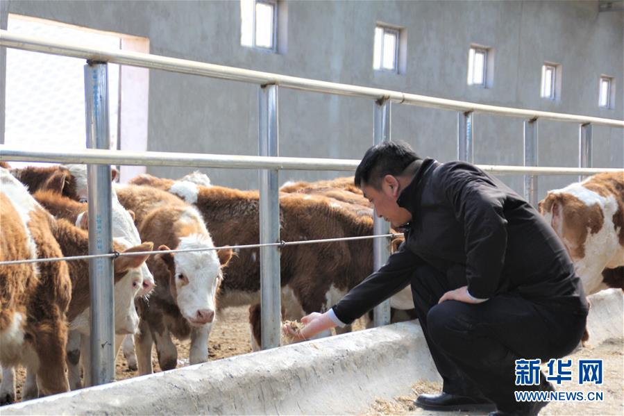 (脫貧攻堅·扶貧印記)(4)“牛書記”帶領牧民發(fā)展“牛產(chǎn)業(yè)”助力脫貧