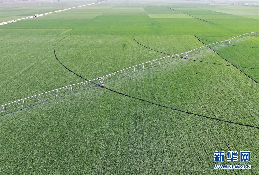 （在習(xí)近平新時代中國特色社會主義思想指引下&mdash;&mdash;新時代新作為新篇章&middot;習(xí)近平總書記關(guān)切事&middot;圖文互動）（4）新農(nóng)事、新希望&mdash;&mdash;夏收前田間新動態(tài)掃描