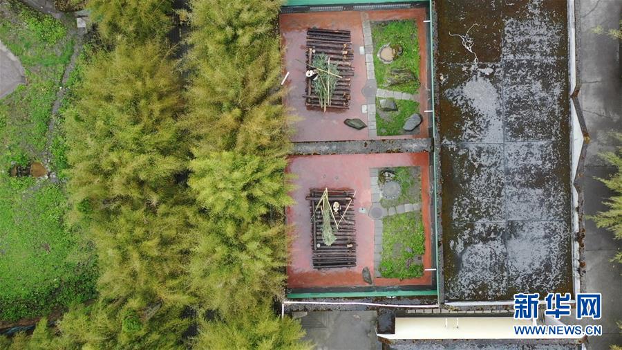 (圖文互動)(2)風(fēng)雪臥龍話熊貓