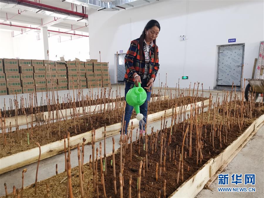 （決戰(zhàn)決勝脫貧攻堅(jiān)&middot;圖文互動(dòng)）（1）喚醒&ldquo;沉睡的大山&rdquo;&mdash;&mdash;&ldquo;經(jīng)營鄉(xiāng)村&rdquo;讓烏蒙山極貧鄉(xiāng)變了&ldquo;模樣&rdquo;