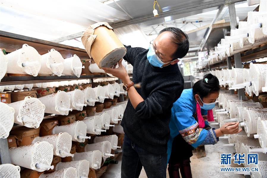 (決戰(zhàn)決勝脫貧攻堅·圖文互動)(2)“小蜂王”的大夢想